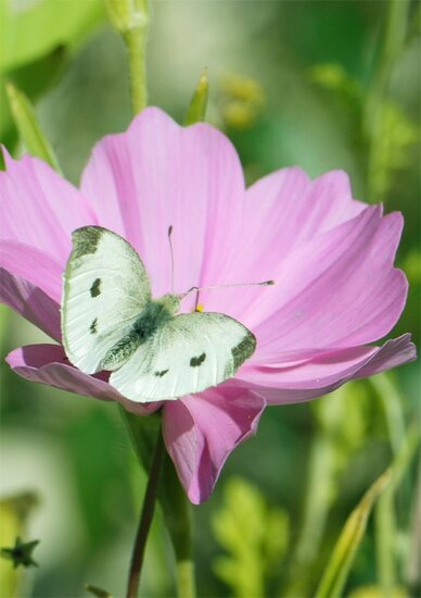 grote bloemenkaart A4 - vlinder op bloem cosmea