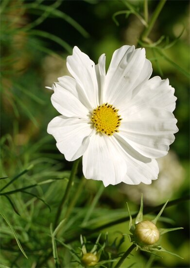 grote bloemenkaart A4 muller wenskaarten - witte bloem cosmea