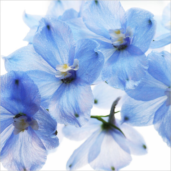 bloemenkaart muller wenskaarten - blauwe bloemen