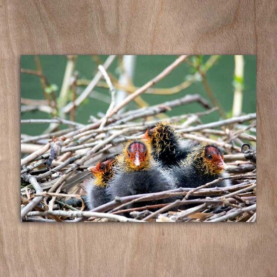 ansichtkaart eye-comm - meerkoet in nestje