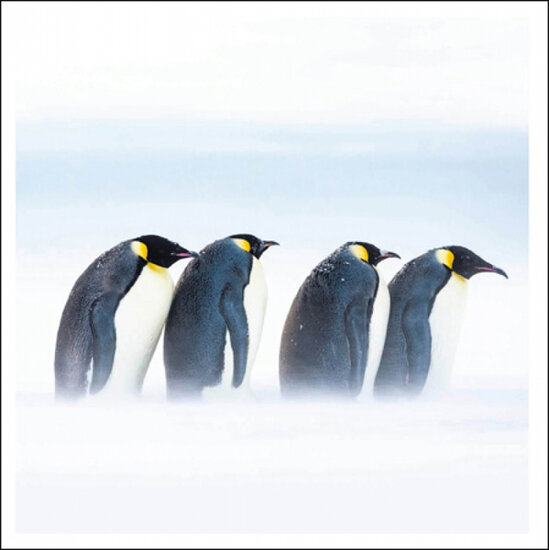 6 luxe kerstkaarten woodmansterne - pinguins