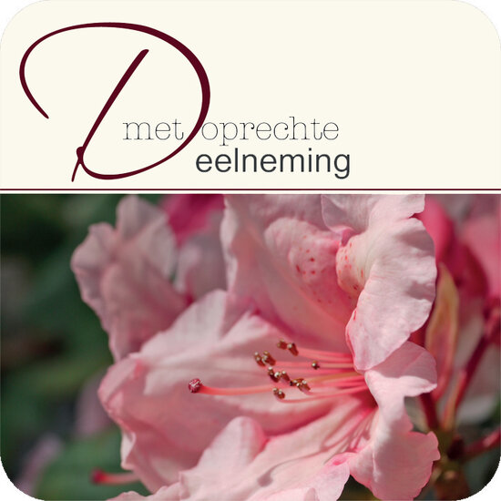 vierkante ansichtkaart met envelop - condoleancekaart - met oprechte deelneming - roze bloem