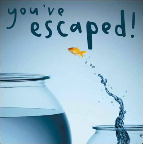wenskaart woodmansterne - you&#039;ve escaped - goudvis uit kom