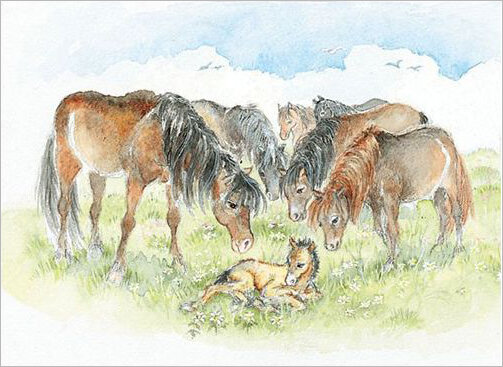 ansichtkaart paarden met veulen