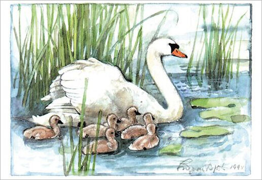 ansichtkaart zwaan met babyzwanen