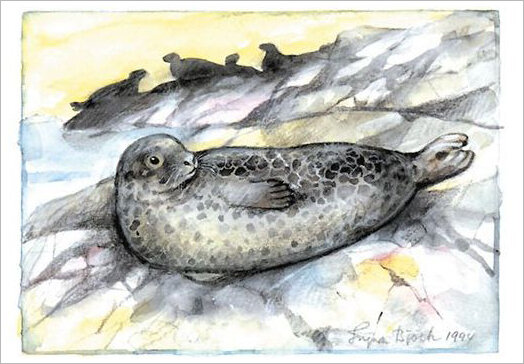ansichtkaart zeehonden