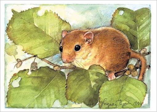 ansichtkaart muis