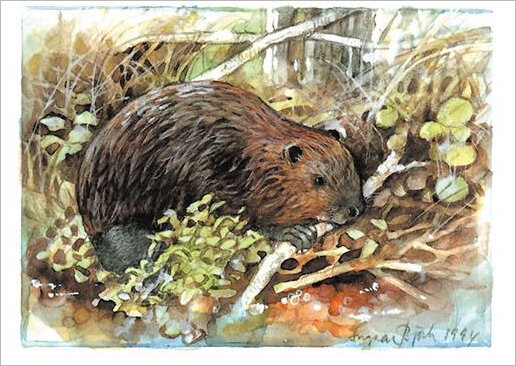 ansichtkaart bever