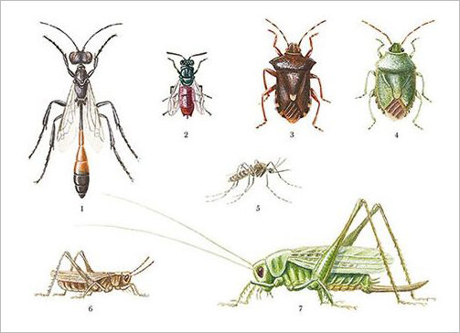 ansichtkaart insecten sprinkhaan