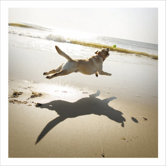 wenskaart woodmansterne - hond op het strand