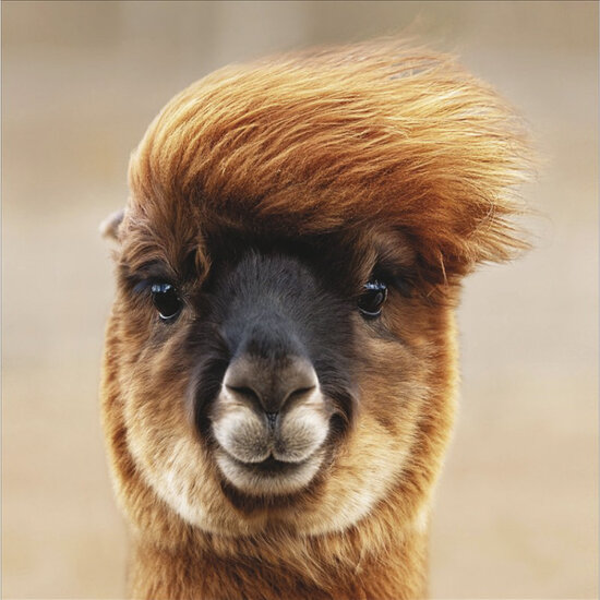 wenskaart woodmansterne - funky lama
