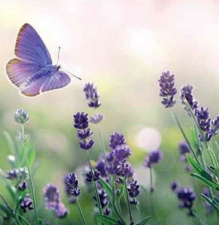 wenskaart - lavendel en vlinder