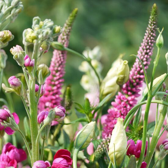 wenskaart - roze bloemen | muller wenskaarten