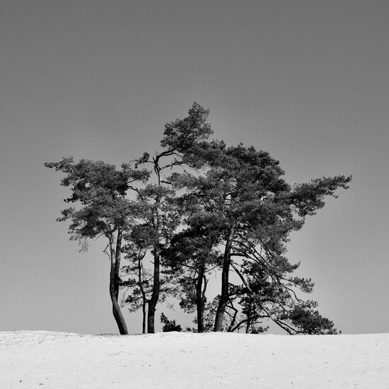 wenskaart - bomen zwart-wit | muller wenskaarten