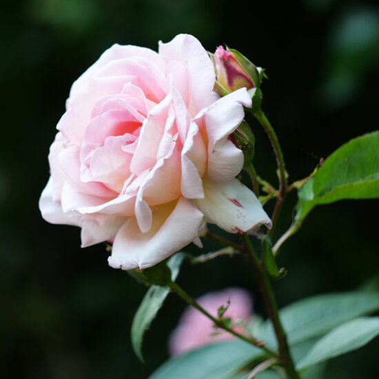wenskaart - roze roos