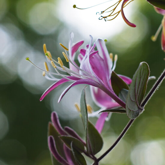 wenskaart - kamperfoelie bloem