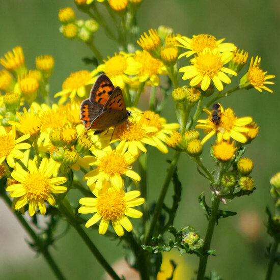 wenskaart - vlinder op gele bloem