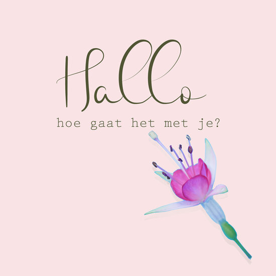 wenskaart - hallo hoe gaat het met je - bloem | muller wenskaarten