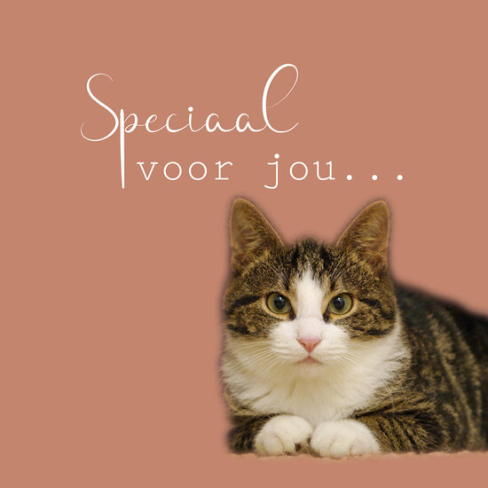 wenskaart - speciaal voor jou... - kat