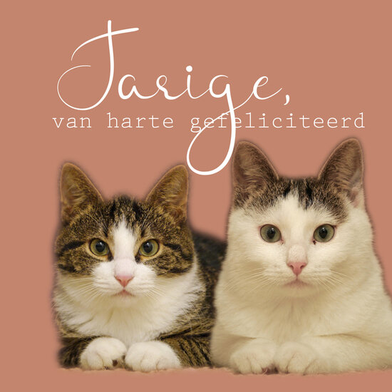 verjaardagskaart - jarige, van harte gefeliciteerd! - katten wim en willem| muller wenskaarten
