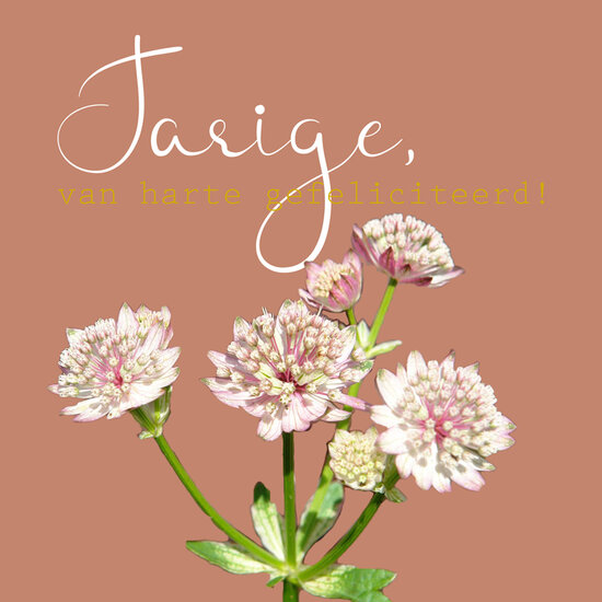 verjaardagskaart - jarige, van harte gefeliciteerd! - zeeuws knoopje| muller wenskaarten