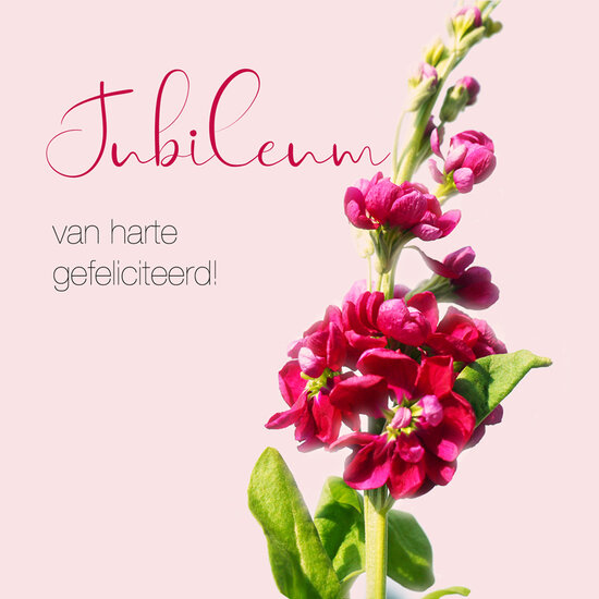 wenskaart - jubileum van harte gefeliciteerd! - rode bloem