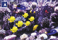 3d ansichtkaart - lenticulaire kaart - vissen | muller wenskaarten | online kaarten bestellen