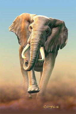 3d ansichtkaart - lenticulaire kaart - olifant|Muller wenskaarten