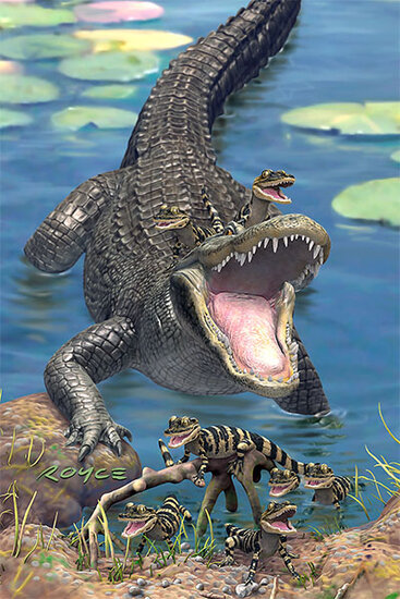 3d ansichtkaart - lenticulaire kaart - krokodil|Muller wenskaarten