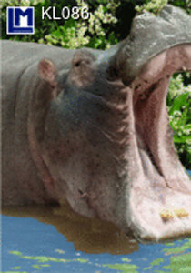 3d ansichtkaart - lenticulaire kaart - nijlpaard