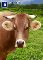 3d ansichtkaart - lenticulaire kaart - lachende koe