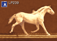 3d ansichtkaart - lenticulaire kaart -  Muybridge paard