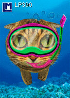 3d ansichtkaart - lenticulaire kaart - Duikende kat