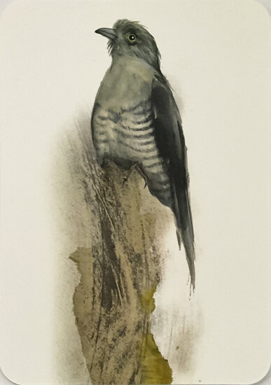 ansichtkaart van jenny bakker - sperwer vogel | muller wenskaarten