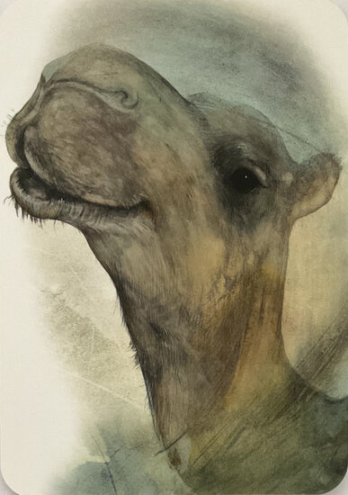 ansichtkaart van jenny bakker - kameel | muller wenskaarten