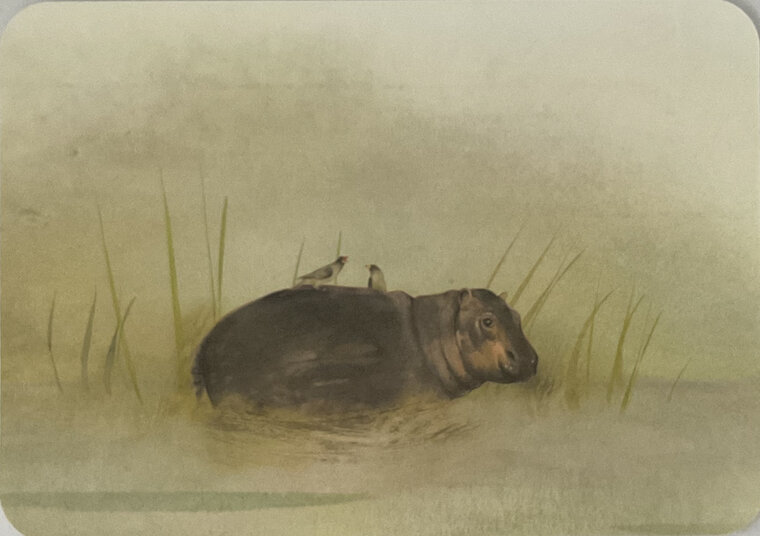 ansichtkaart van jenny bakker - nijlpaard | muller wenskaarten