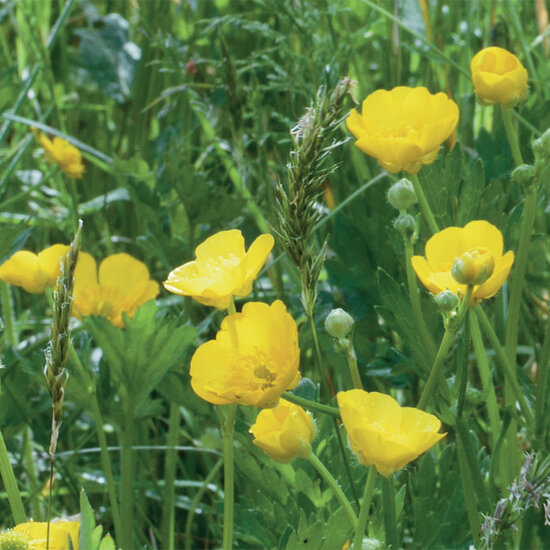 wenskaart - boterbloemen | muller wenskaarten