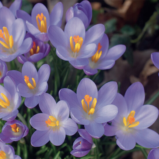 wenskaart - krokus 2