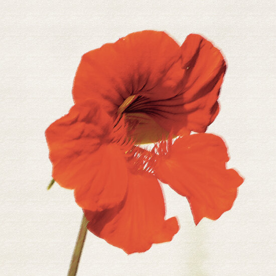 wenskaart - oost-indische kers | muller wenskaarten