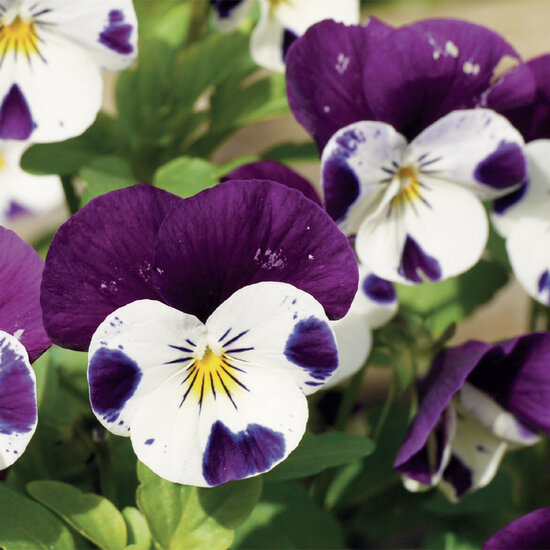 wenskaart - viooltjes | muller wenskaarten