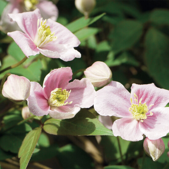 wenskaart - clematis roze | muller wenskaarten