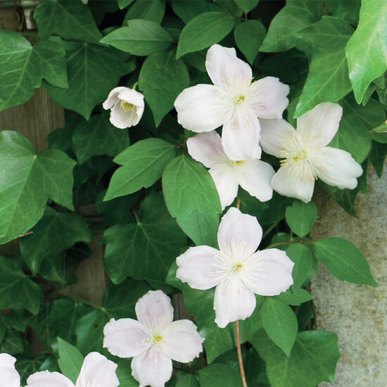 wenskaart - clematis wit | muller wenskaarten