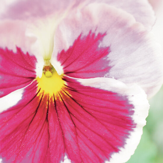 wenskaart - viooltje roze wit 2  | muller wenskaarten