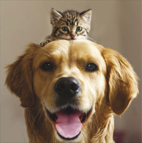 wenskaart woodmansterne - hond en kitten | muller wenskaarten