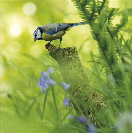 wenskaart woodmansterne - pimpelmeesje vogel| muller wenskaarten