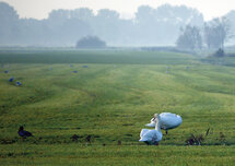 ansichtkaart - zwanen in de wei