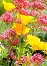 grote wenskaart a4 - bloemen rood geel