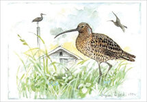 ansichtkaart grutto - vogel
