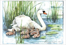 ansichtkaart zwaan met babyzwanen