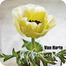 vierkante ansichtkaart met envelop - van harte gefeliciteerd - ranonkel